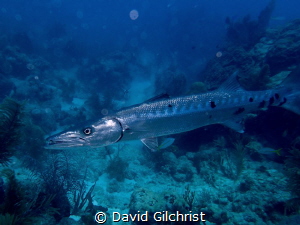 A Barracuda at Looe Key Reef, Florida by David Gilchrist 